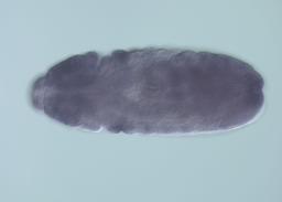 FI03642