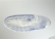 SD02279-tf