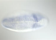 SD02279-tf