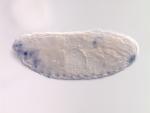 IP08853-AU