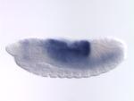 FI03846-RD