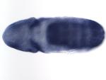 GH09755-AU