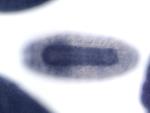 GH13542