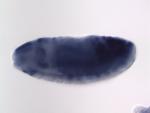 FI02842