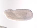FI02870