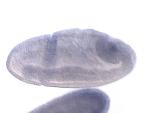 GH28569-RD