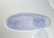 GH22187