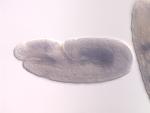 IP02459