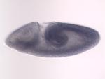 IP02511