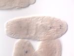 IP06484