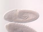 IP04049