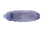 IP01265-T7