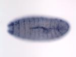 MIP23106