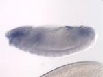 FI03364