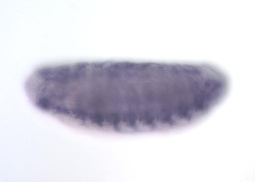 GH01093-AU