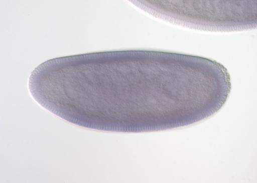 GH22314-AU