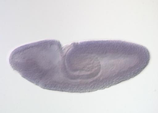 GH22314-AU