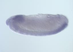 LP14942