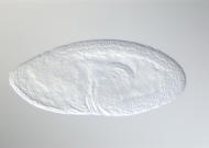 GH12953