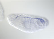 CG11048-cm