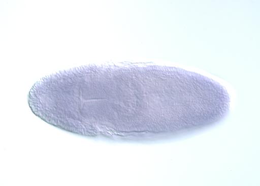 SD05962