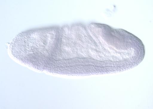 SD10311-AU