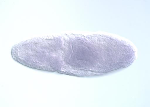 GH09076-AU