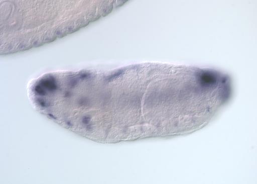 IP03306