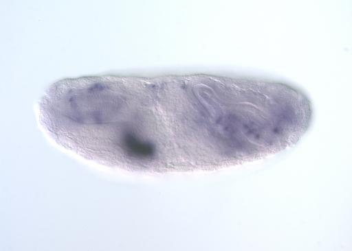 IP04230