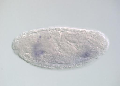 IP07931