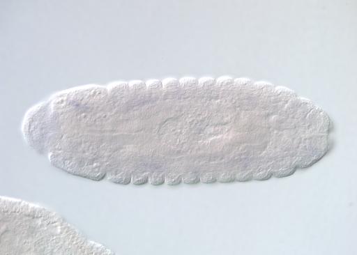 IP07931