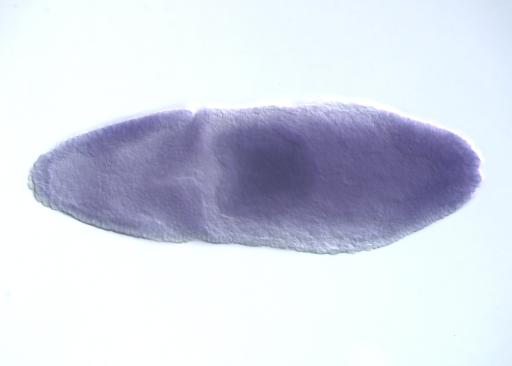 IP08064