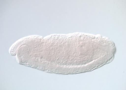 IP09733