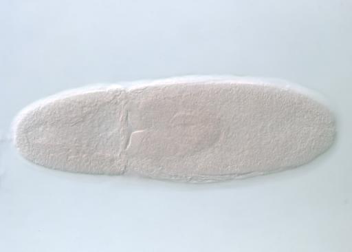 IP19903
