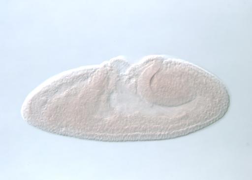 MIP12971
