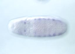IP09930-RD