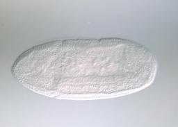 IP10558