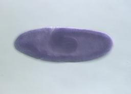 LP08774