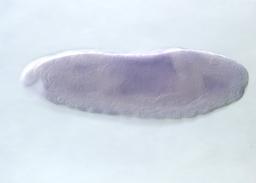LP10110