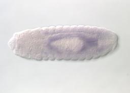SD08670-AU