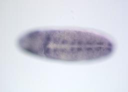 FI03639