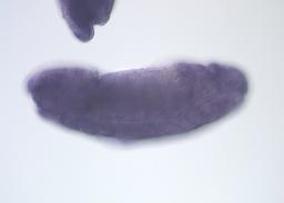 FI03655