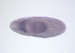 FI03663
