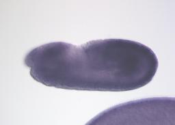 FI03837