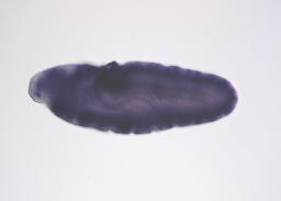 FI05209
