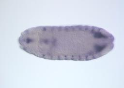 FI05217