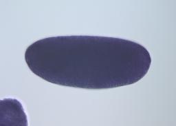 FI15132