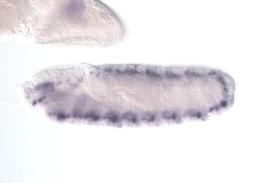 CEP01103