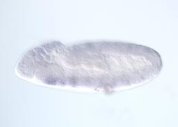 CEP01123