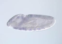 CEP01123